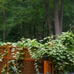 Cipos Verdes Crescendo Sobre Um Corrimao De Madeira Do Deck pRqefviqxHQ