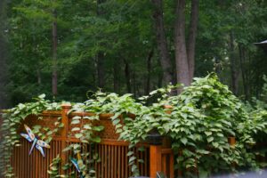 Cipos Verdes Crescendo Sobre Um Corrimao De Madeira Do Deck pRqefviqxHQ