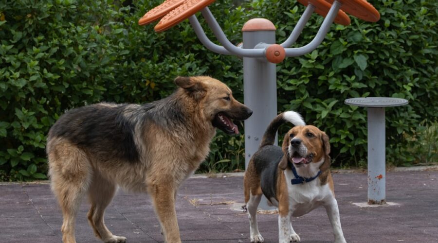 Um Casal De Caes Em Pe Um Ao Lado Do Outro JYlNuUaKYt8