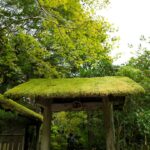 Portao Coberto De Musgo Em Uma Floresta Verdejante H7_6eXr_aR0